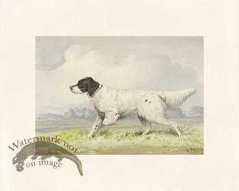 Pope Dog 01 English Setter